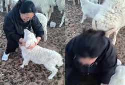 羊圈吃瓜爆料是真的吗,真相揭秘，是真是假？